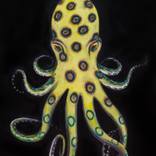 blue ringed octopus by Kyle Weyburne