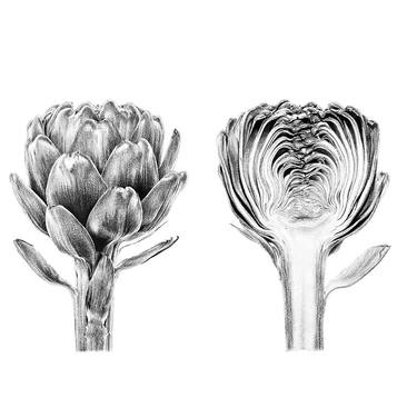 Artichoke Botanical Drawing Print French Artichoke Illustration 4 x 6"-16 x 24"