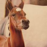 Foal portrait by Diana Torje