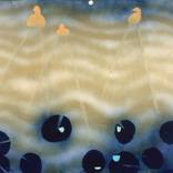 ducks on pond by Casey Roberts