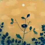 robin nest and eggs by Casey Roberts