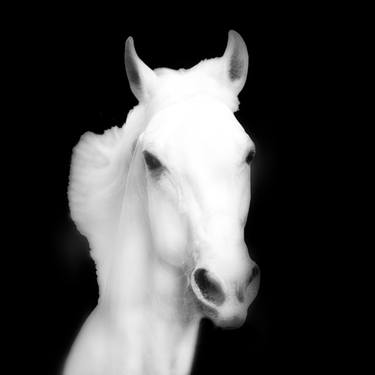 Original Fine Art Horse Photography by Jacob Jay Garfinkel