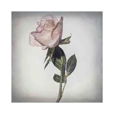 Print of Fine Art Floral Photography by Jacob Jay Garfinkel