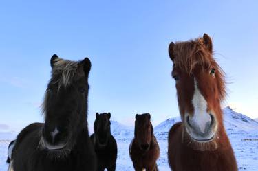 Icelandic Ponies in winter snow, near Akranes town, Snaefellsnes Peninsula, Iceland - Limited Edition of 15 thumb