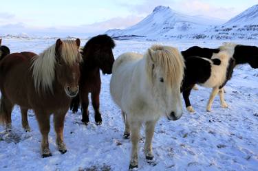 Icelandic Ponies in winter snow, near Akranes town, Iceland - Limited Edition of 15 thumb