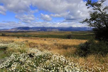 Wild flower meadow, Torres de Paine national park, Patagonia Steppe, Patagonia, Chile - Limited Edition of 15 thumb