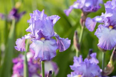 Purple Iris Flowers thumb