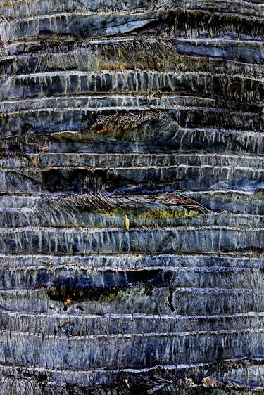 Print of Abstract Tree Photography by Mgs Art