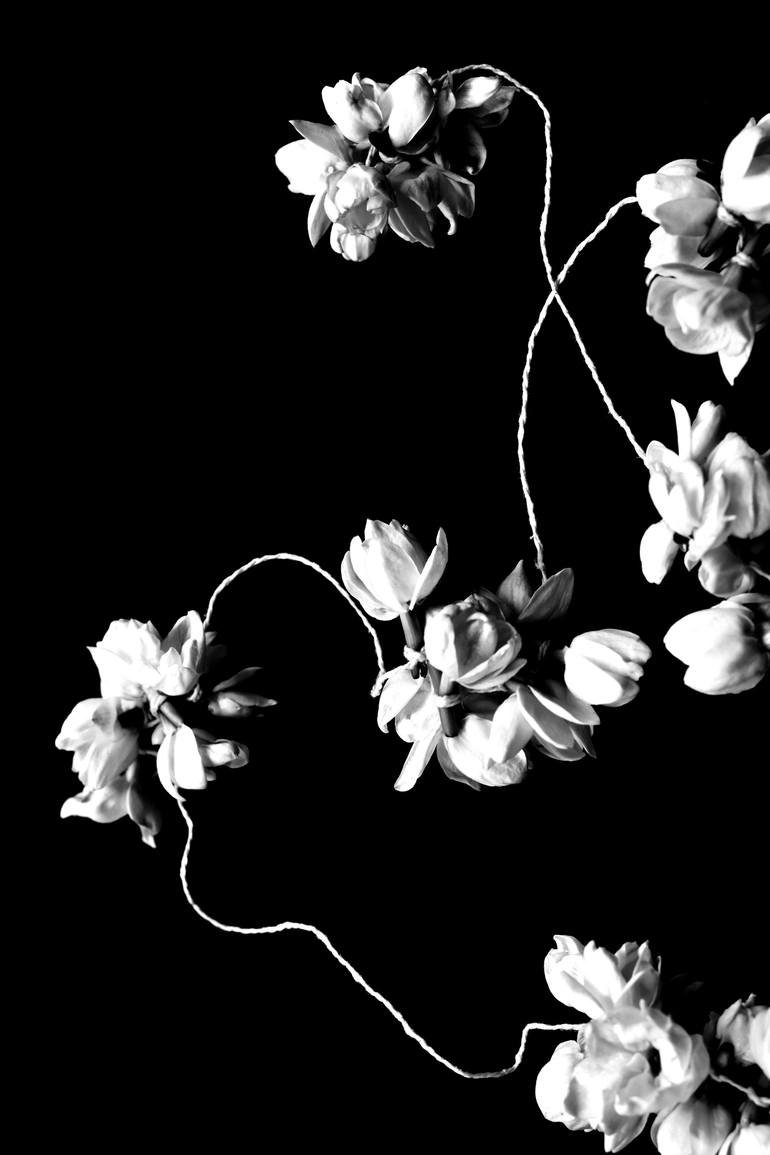 Jasmine Flowers Photography By Mgs Art Saatchi Art