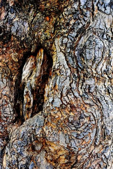 Print of Abstract Tree Photography by MGS Art