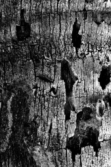 Tree Bark Abstract # 21 thumb