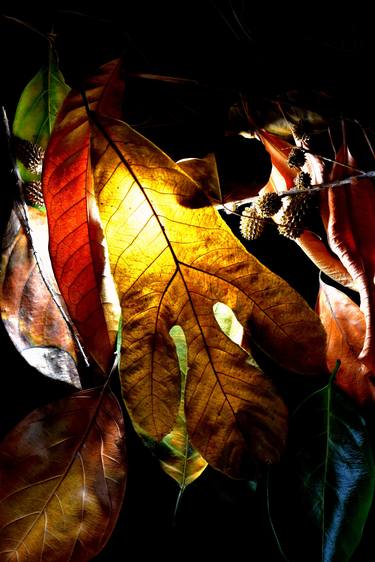 Print of Abstract Still Life Photography by MGS Art