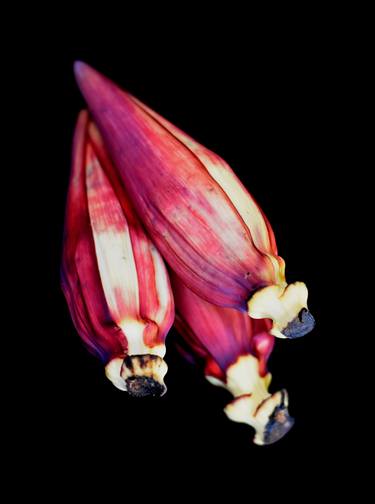 Print of Abstract Floral Photography by MGS Art