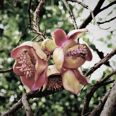 Cannonball Tree Tropical Flowers # 2 thumb