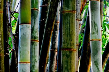 Bamboo Trees # 1 thumb