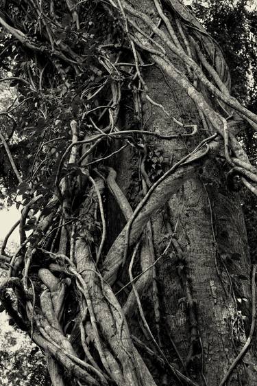 Print of Conceptual Tree Photography by MGS Art