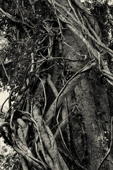 Print of Conceptual Tree Photography by Mgs Art