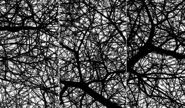 Maze III - Tree Canopy Triptych thumb