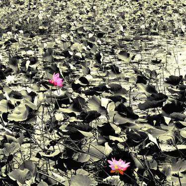 The Lotus Pond # 5 thumb