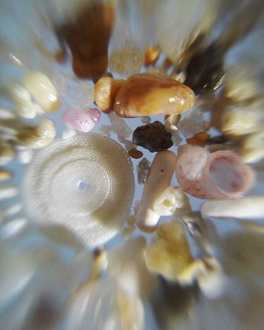 'Dynamic Earth' series. Foram Sand from Rockingham Beach, Western Australia thumb