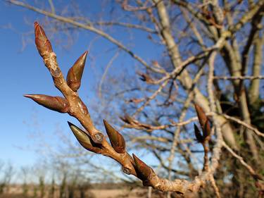 Original Tree Photography by Deborah Harding