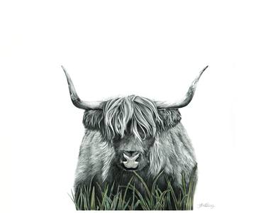 Print of Fine Art Animal Drawings by Jo McKinney