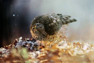 composition hawk with prey thumb