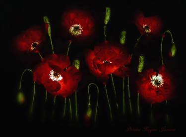 red poppies in dark thumb