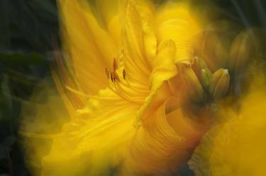 fantasy, yellow lily, macro thumb