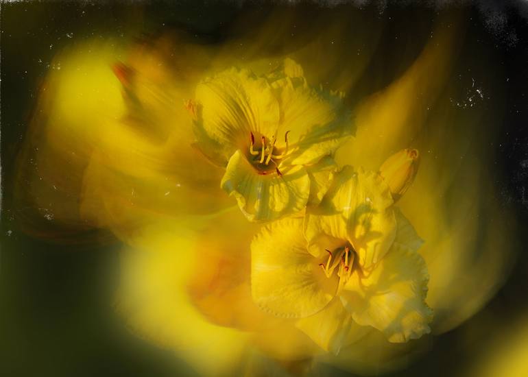 Original Floral Photography by Dzintra Regina Jansone