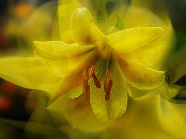 yellow lily thumb
