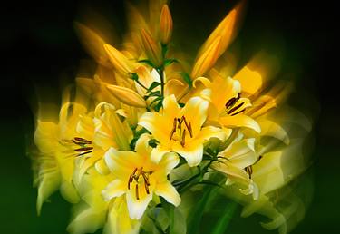 yellow lily thumb