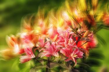 Print of Abstract Floral Photography by Dzintra Regina Jansone