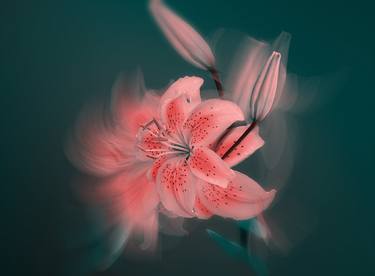 Print of Floral Photography by Dzintra Regina Jansone