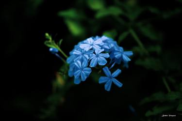 Print of Floral Photography by Bobbie Vazquez