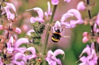 Bumblebee in pink thumb