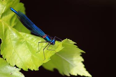 The blue dragonfly thumb