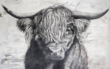 Portrait of a Highland bull thumb