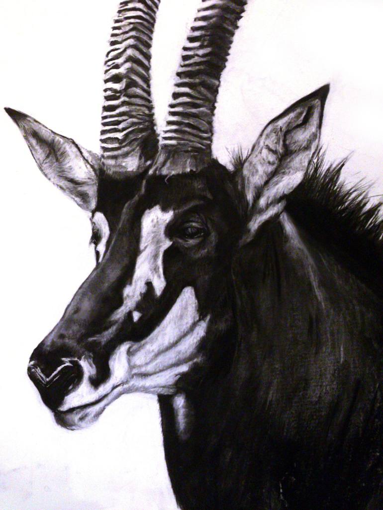 Sable Antelope Drawing By Empire Art Saatchi Art
