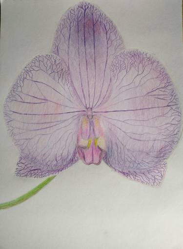 Purple Orchid thumb