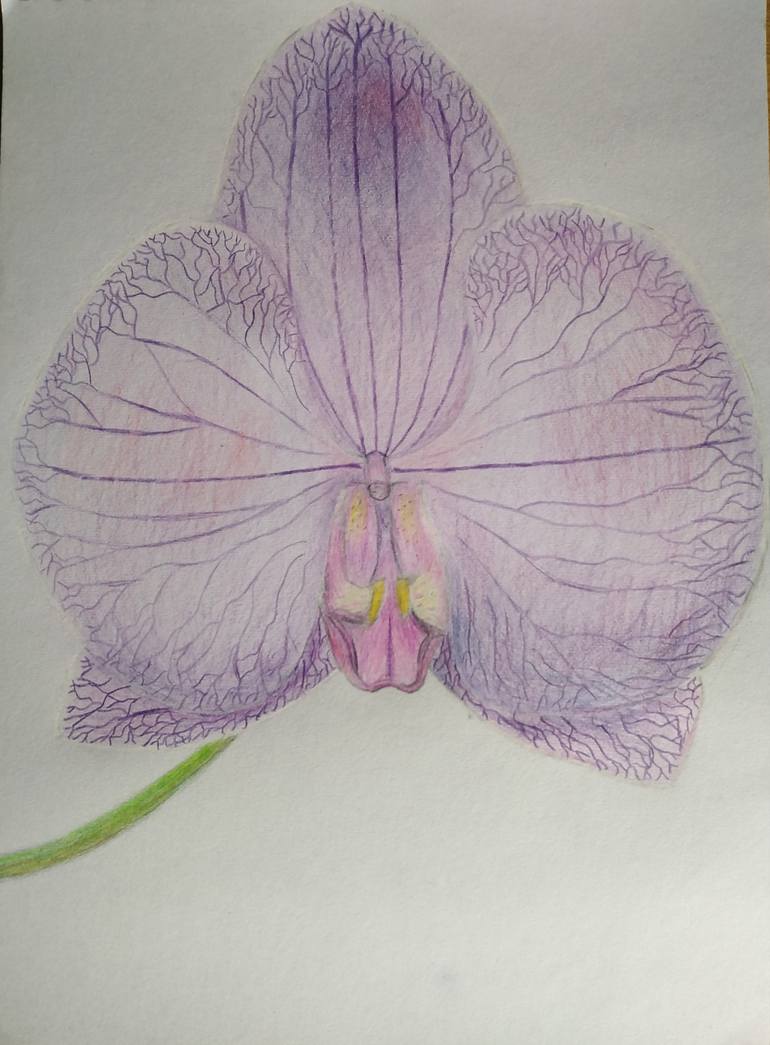 purple orchid drawing