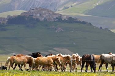 Horses in Sibillini Mountain thumb