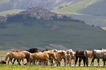 Print of Horse Photography by Dubi Roman