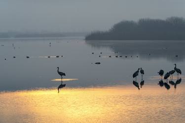 Print of Nature Photography by Dubi Roman