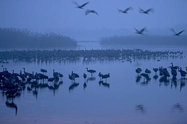 Sunrise over the Hula valley, Israel thumb