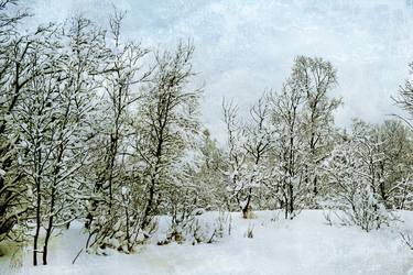 Trees in Lofoten's winter thumb