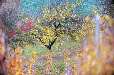 Autumn plantation in southern Moravia - Limited Edition of 30 thumb