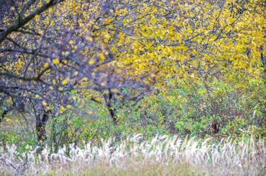 Autumn plantation in southern Moravia - Limited Edition of 30 thumb