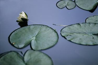 At Claude Monet's Water Garden, Giverny - 3 - Limited Edition of 30 thumb