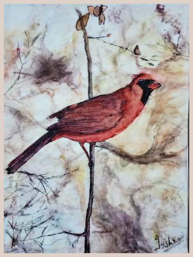 Northern cardinal : Red beauty thumb
